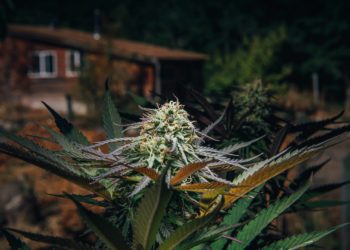 New Hampshire Senate Votes Down Cannabis Legalization Bill