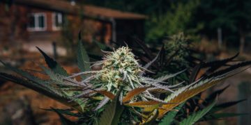 New Hampshire Senate Votes Down Cannabis Legalization Bill