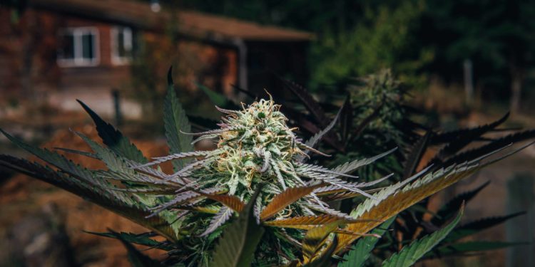 New Hampshire Senate Votes Down Cannabis Legalization Bill