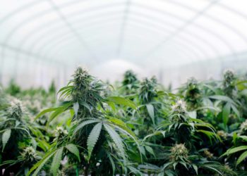 New Mexico Supreme Court Case Hearing Addresses Cannabis Impairment