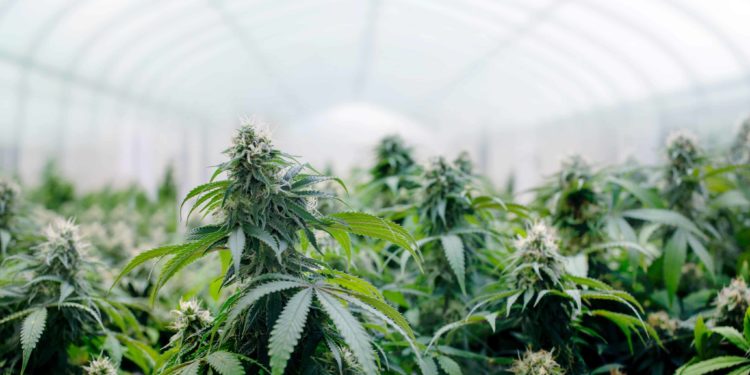 New Mexico Supreme Court Case Hearing Addresses Cannabis Impairment