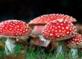 Lucy Drops Amanita Mushroom-Based Microdose Line