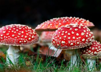 Lucy Drops Amanita Mushroom-Based Microdose Line