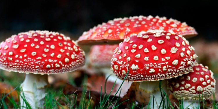 Lucy Drops Amanita Mushroom-Based Microdose Line