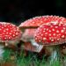 Lucy Drops Amanita Mushroom-Based Microdose Line