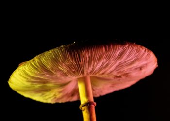 Minnesota Omnibus Health Bill Includes Provisions for Psychedelic Task Force