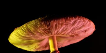 Minnesota Omnibus Health Bill Includes Provisions for Psychedelic Task Force