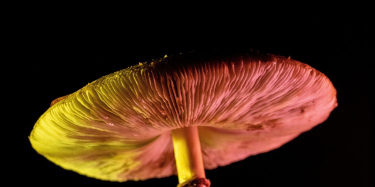 Minnesota Omnibus Health Bill Includes Provisions for Psychedelic Task Force