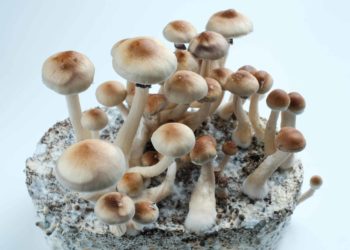 Psilocybin Research Approved in Arizona Appropriations Act Budget