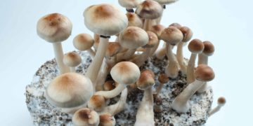 Psilocybin Research Approved in Arizona Appropriations Act Budget