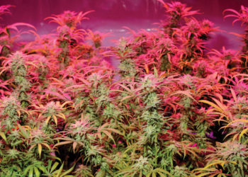 Supreme Court Review for Florida Rec Cannabis Bill Set in Motion, AG to Challenge