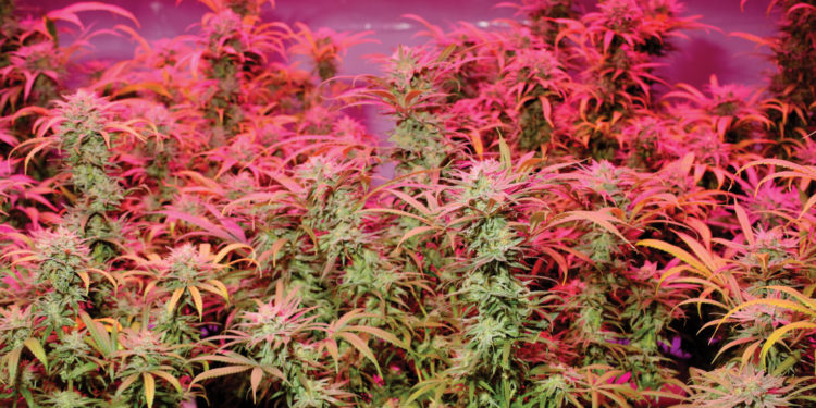 Supreme Court Review for Florida Rec Cannabis Bill Set in Motion, AG to Challenge