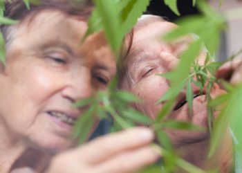 Doctors Warn Seniors About Consuming Too Much THC