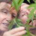 Doctors Warn Seniors About Consuming Too Much THC