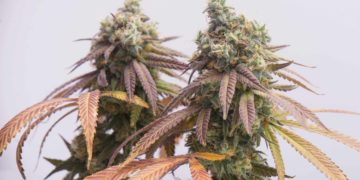 Minnesota Senate Casts Final Votes To Legalize Adult-Use Cannabis