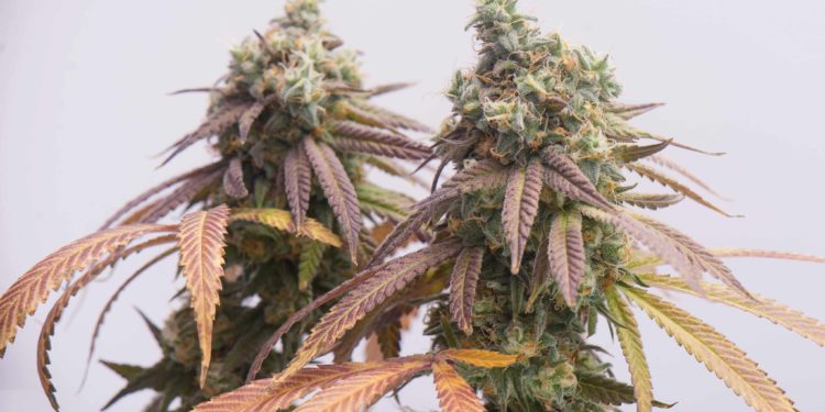 Minnesota Senate Casts Final Votes To Legalize Adult-Use Cannabis