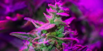 Advocates in Nebraska Launch Medical Cannabis Ballot Campaign for 2024