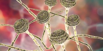 Fungus Found in Batch of Nevada Weed