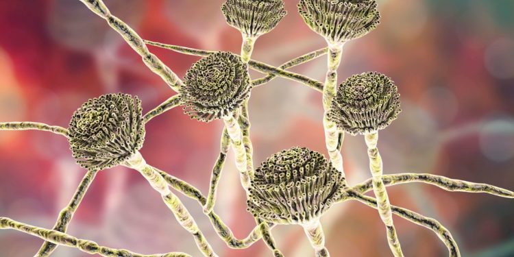 Fungus Found in Batch of Nevada Weed