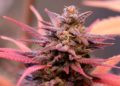 New York Cultivators Have Too Much Weed on Their Hands