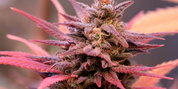 New York Cultivators Have Too Much Weed on Their Hands