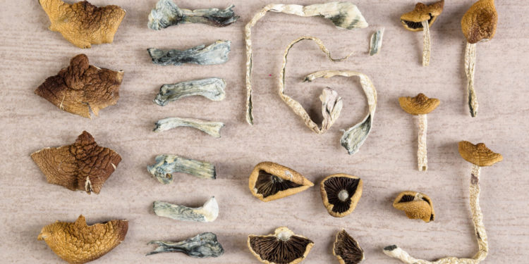 New Poll Shows 61% of Americans Support Legalizing Psychedelic Therapy