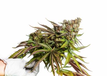 NY Regulators Reach Settlement, Clearing Way for Pot Retail in Finger Lakes