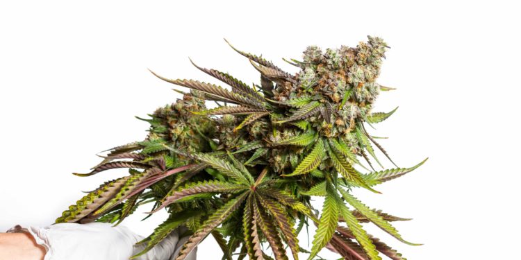 NY Regulators Reach Settlement, Clearing Way for Pot Retail in Finger Lakes