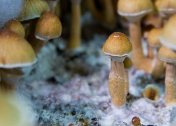 Colorado Governor Wants Pardons for Psychedelic Convictions