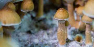 Colorado Governor Wants Pardons for Psychedelic Convictions