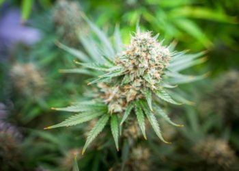 Minnesota To Have Highest Home Limit in History: 2 Pounds