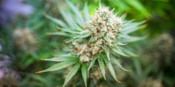 Minnesota To Have Highest Home Limit in History: 2 Pounds