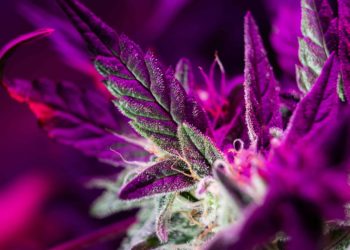 Connecticut Sells $23 Million Worth of Cannabis in May