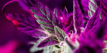 Connecticut Sells $23 Million Worth of Cannabis in May