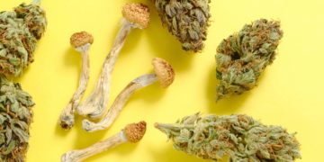 Researchers Aim To Combine Psilocybin and Cannabis Into Single Medical Treatment