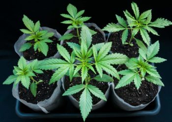 Connecticut To Launch Legal Home Cultivation This Weekend