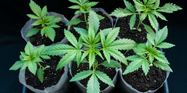 Connecticut To Launch Legal Home Cultivation This Weekend