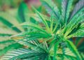 Utah Appoints Medical Cannabis Policy Advisory Board