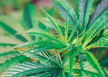 Utah Appoints Medical Cannabis Policy Advisory Board