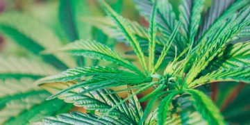 Utah Appoints Medical Cannabis Policy Advisory Board