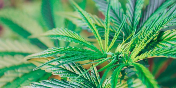 Utah Appoints Medical Cannabis Policy Advisory Board