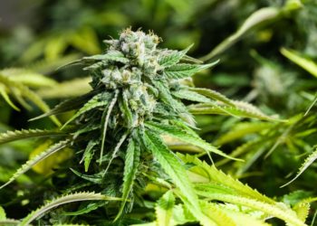 Florida AG Files Challenge to Cannabis Legalization Initiative