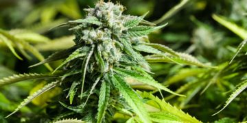 Florida AG Files Challenge to Cannabis Legalization Initiative