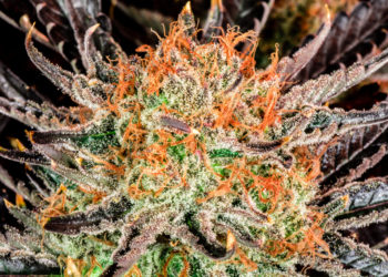 Oregon Aims To Crack Down on Illegal Cannabis by Holding Landowners Responsible