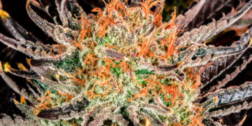 Oregon Aims To Crack Down on Illegal Cannabis by Holding Landowners Responsible