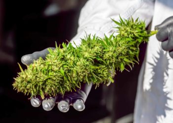 Alabama Regulators To Begin Issuing Medical Cannabis Business Licenses