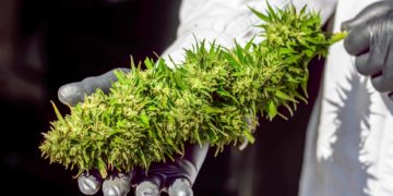 Alabama Regulators To Begin Issuing Medical Cannabis Business Licenses