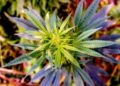 Denton, Texas Officials Reject Cannabis Decriminalization, Ignoring Will of Voters