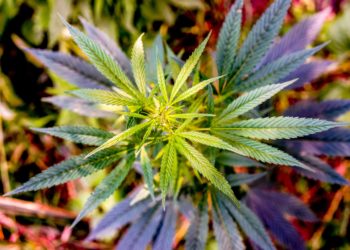 Denton, Texas Officials Reject Cannabis Decriminalization, Ignoring Will of Voters