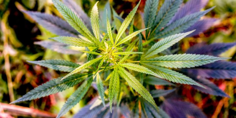 Denton, Texas Officials Reject Cannabis Decriminalization, Ignoring Will of Voters